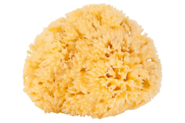 A natural sea sponge on a white background.